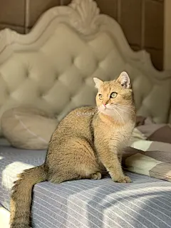 可爱猫咪动态壁纸-猫咪高清动态壁纸- 未来mac下载