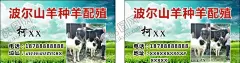 牛羊名片 【酷图网】名片,牛羊,收牛羊,绿色,草地,蓝天