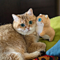 hosico_cat