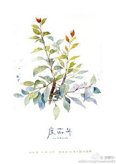 何子Viices采集到花绘