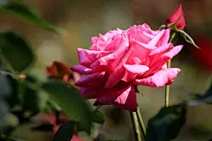 盛开绽放的美丽月季花