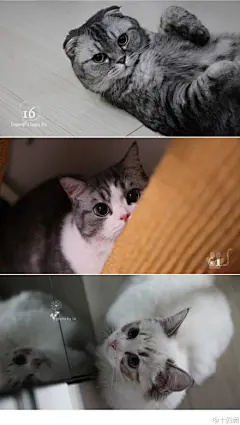 #眼神都很专注，重点各自不同# 16望着我；61盯着逗猫棒；而77是看着镜子里的自己……（1600*900壁纸X3。总觉得猫的眼睛是最值得去拍摄的东西呢~）