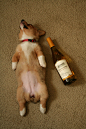 This Corgi Puppy Is Knocked Out | Cutest Paw