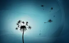 蓝花植物蒲公英花/ 1440x900壁纸