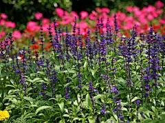 太子湾公园风光桌面高清壁纸桌面壁纸2