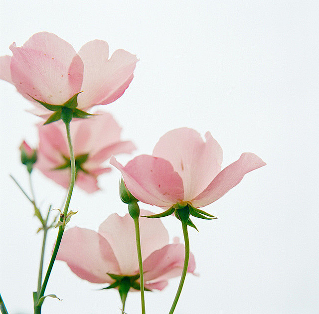 花的搜索结果_百度图片搜索