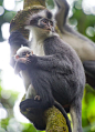 Monkey Family | Cutest Paw