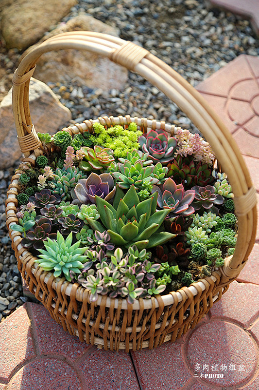 多肉植物组盆手把手玩起来