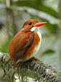 马岛翡翠Alcedo vintsioides 佛法僧目 翠鸟科 翡翠属
Madagascar Pygmy Kingfisher