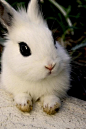 宠物图片：爱化烟熏妆的海棠兔 (2)