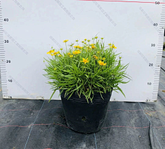 塑料袋米粥采集到植物灌木地被