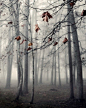 photography, nature, landscape, fog, mood, tree, trees, fall, winter 8 x 10 print: 