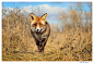 Photograph European Fox #3 (Vulpes vulpes) by Foto Foosa on 500px