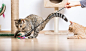 逗猫图片—正版逗猫图片_高清逗猫图片购买、下载-视觉中国vcg.com