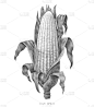 玉米,雕刻图像,动物手,农业,蔬菜,谷物,清新,食品,复古,绘制