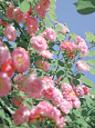 #摄影（花）#