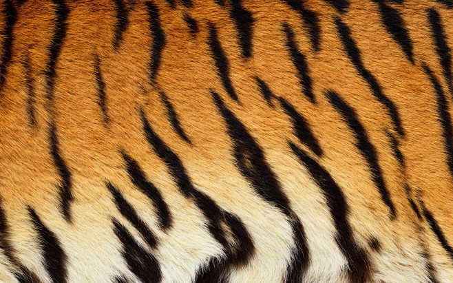 虎皮 老虎 皮毛 毛皮 纹理 野性 背景.