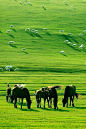 @旅游播报 的个人主页 - 微博内蒙古的草原，一年四季都美。