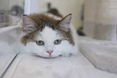 点击来源直接获取大图文件 |Cute Munchkin cat in white and brown hair color