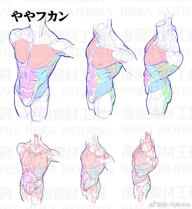 男生/女生人体动态、躯干 、骨骼、肌肉参...