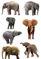 Elephants PNG 1 by Anavrin2010 on deviantART