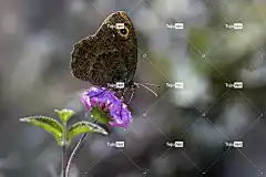 蝴蝶 美丽的花朵 花卉背景 昆虫 翅膀 花 花壁纸 授粉