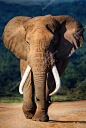 大象用大齿接近-阿多国家公园