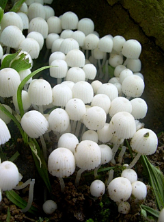 沐鬼儿采集到植物素材