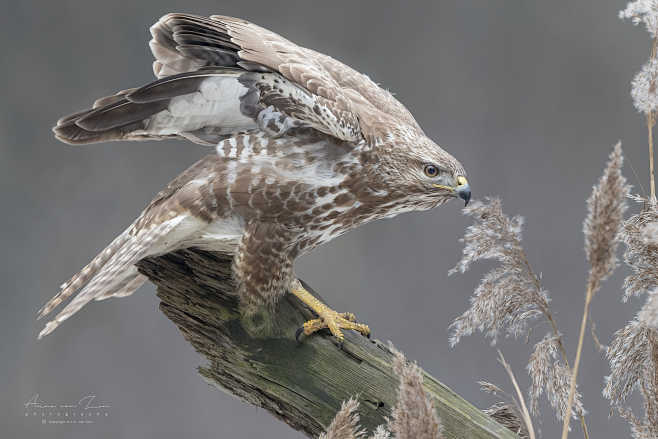 buzzard