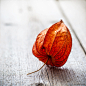 Physalis alkekengi by Pavel Hlystov on 500px