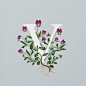 AN EDIBLE A–Z OF FLOWERS--英国插画师Charlotte Day