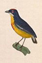 雀形目·啄花鸟科·锯齿啄花鸟属：红胸锯齿啄花鸟