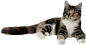 猫PNG