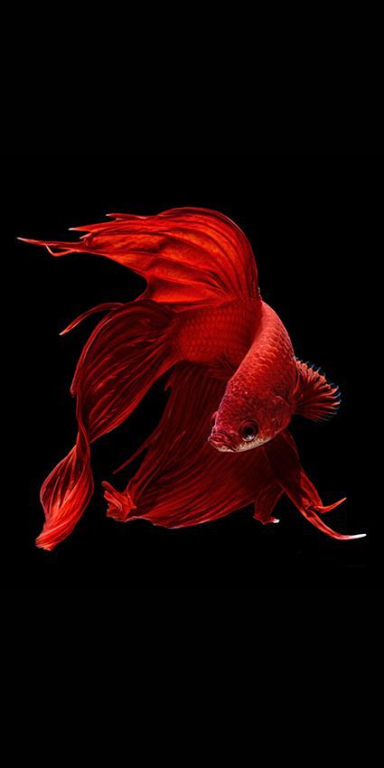 Fish by Visarute Ang...