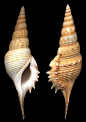 Tibia powisii