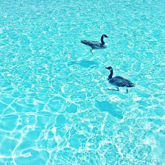 ☀-soulmate👑采集到海洋元素素材
