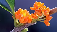 唯美飘香桂花微距植物花卉高清壁纸