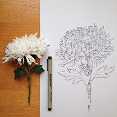 EmmaFabulous采集到Flowers in Progress