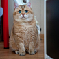 hosico_cat