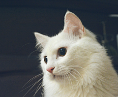 一只摄影狮和她的猫采集到心有猛虎,细嗅蔷薇