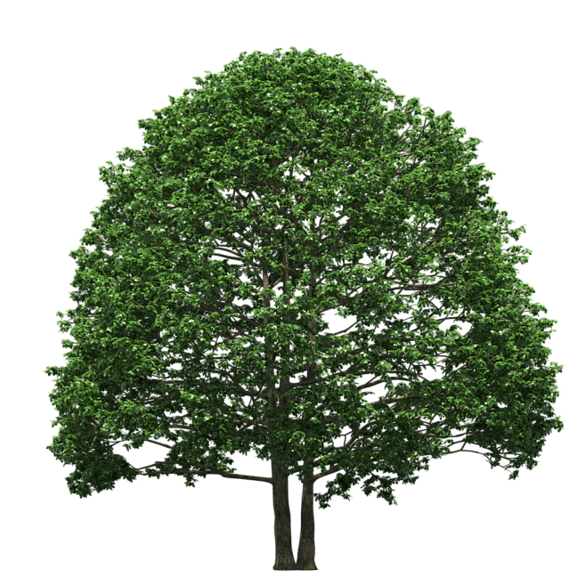 PNG素材（景观树）