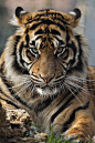 Sumatran Tiger