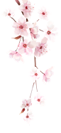 桃花2