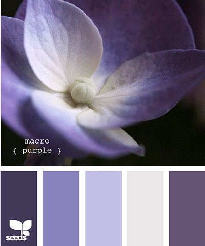 macro purple