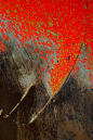 rusty red