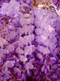 梦里树下，心间花海，只要有你在，都很温暖。（转）普罗旺斯，薰衣草，紫丁香，蓝花楹，紫色的花，紫色搭配，紫色图片，浅紫色，深紫色，所有都是我的爱。（我们都是紫色控@紫色潮流控，微信号：LilacKo 个人微信号：iLK1224 注明花瓣）
