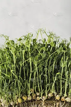 在明亮的背景上，绿色的豌豆荚发芽了。超级食物。健康营养生态理念。