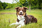 Brown Bordercollie