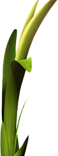 gras_links