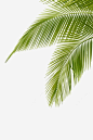 椰子树叶 平面电商 创意素材